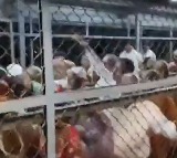 TTD Employee Suspected in B Acharao Protest Viral Video