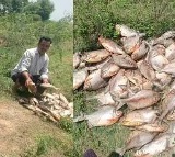 Banoth Krishna Fish Pond Poisoned in Suryapet Telangana