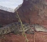 Crocodile Captured In Hamali Colony In Gadwal