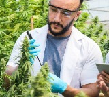 Cannabis compounds fight deadly fungal infections study finds