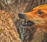 Fresh cases trigger fear in MP's Barwani as villagers grapple with unresolved animal attacks