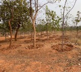 Government committed to protecting nature: Telangana CM