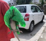 Two Foot Long Monitor Lizard Emerges From Toilet In Rajasthan