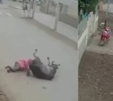 Caught On Camera Stray Bull Lifts Drags And Tramples Man in Delhi