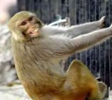 Monkey snatches devotees purse with Rs 20 lakh jewellery in Vrindavan