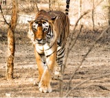 Priest killed by tiger inside Ranthambore Fort, third attack in two months sparks outrage