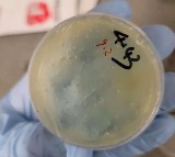 Another Chinese national arrested for smuggling 'roundworms' into US University of Michigan