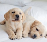 Labrador Puppy Guide 5 Things to Know Before Buying