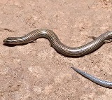 New Skink Species Discovered in Sesachalam Forests