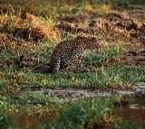 Cheetah Found in Distress in Kurnool District