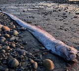 Oarfish Found in Tamil Nadu Creates Panic Due to Superstition