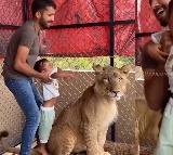 Lion Photo Stunt Sparks Outrage Bad Parenting TV