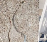 Venomous Snake Dies 5 Minutes After Biting Man In Madhya Pradeshs Balaghat