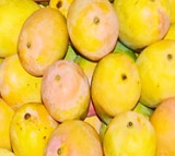 Centre announces compensation for K'taka mango farmers; Union Minister Joshi thanks PM Modi