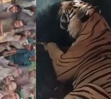 Tiger Responsible for Two Deaths Captured in Madhya Pradesh