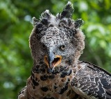 Crowned Eagle The Only Bird That Hunts Humans
