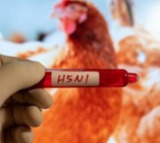 Cambodia records seventh human case of H5N1 bird flu in 2025