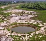 TN govt creates freshwater ponds to revive mangroves in polluted Ennore estuary