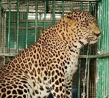 Leopard that mauled four-year-old girl in Valparai trapped by TN Forest Dept