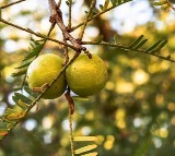 India’s production of horticultural crops rises 3.7 pc in 2024-25