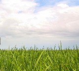 Amudala Ramesh Kamareddy Farmers Struggle with Drying Crops