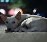 Watchman Throws Dog from 17th Floor in Mumbai