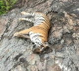 Death of tigress, 4 cubs: Hunt launched for owner of poisoned cow in K'taka