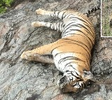 Five Tigers Die After Cow Poisoning in Karnataka Sanctuary