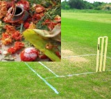 Cricket Tournament in Sri Sathya Sai District Halted Due to Black Magic