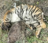 Death of 5 tigers: Two arrested for poisoning big cats in revenge for cow's killing