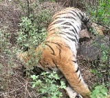 Another tigress death reported in Karnataka