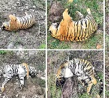Karnataka Tigers Death Case Solved Revenge Killing
