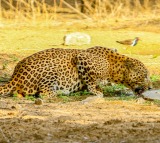 Leopard sightings and attacks trigger panic in TN's Coimbatore; monitoring intensifies