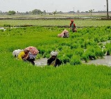 As cooperative societies delay crop loan, TN farmers forced to seek private money lenders