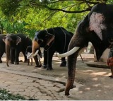 Rejuvenation therapy for 22 Guruvayur elephants begins