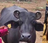 Bunni Buffalo Sells for Record Price of Rs 14 Lakh in Gujarat