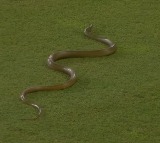 Sri Lanka Cricket Snake Interrupts Sri Lanka vs Bangladesh Match