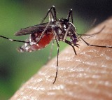 Tetravax DV Dengue Vaccine Clinical Trial Update