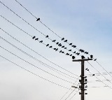 Why Birds Dont Get Shocked on Power Lines Explained