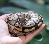 Ball Python A Calm Snake to Raise as Pet