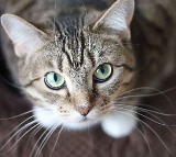 Old Man Offers Fortune To Person Who Cares For His Cat