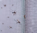 AP Government Using AI for Mosquito Control