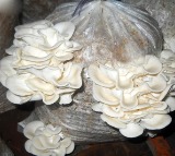 Australian woman found guilty of murdering three family members with poisonous mushrooms