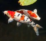 Hanako Koi Fish Lived Over 200 Years