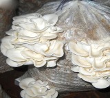 Australian woman found guilty of murdering three family members with poisonous mushrooms