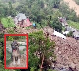 Dog saves 67 lives in Himachal Pradesh floods