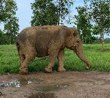 MP: Asia's oldest elephant dies at Panna Tiger Reserve