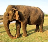 Tearful farewell to centenarian 'Vatsala' at Panna Tiger Reserve