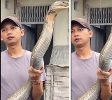 Man Catches Giant King Cobra With Bare Hands Viral