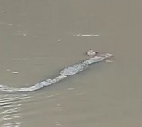 Crocodile kills woman collecting water in MP river